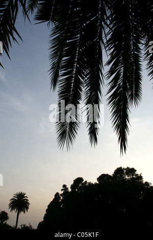 Palm tree silhouette dans la nuit Banque D'Images