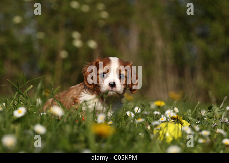 Cavalier King Charles chiot Banque D'Images