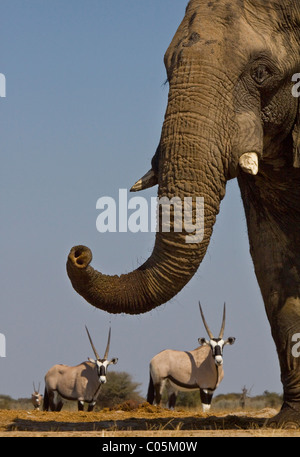 L'éléphant et le Gemsbok, Etosha National Park, Namibie. Banque D'Images