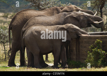 Trois éléphants africains boire à un homme fait d'eau. inKenya Les éléphants sont empilés avec le plus grand à l'arrière. Banque D'Images
