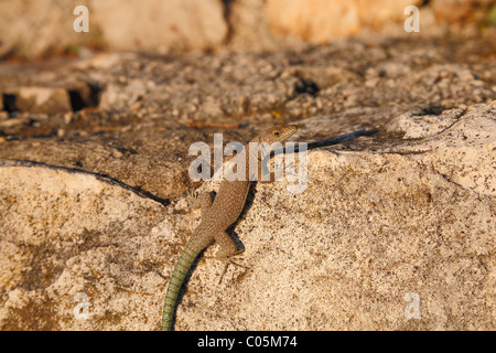 Lizard sur le rocher Banque D'Images