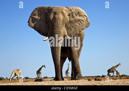 Les Girafes et éléphants, Etosha National Park, Namibie Banque D'Images
