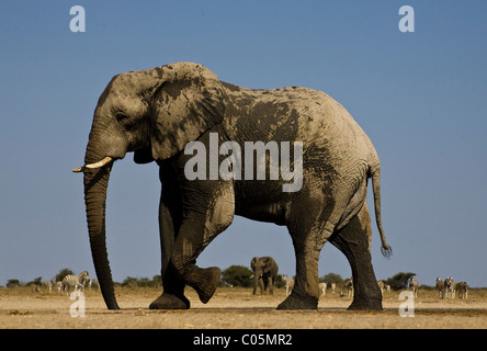 Éléphant à Waterhole, Etosha National Park, Namibie Banque D'Images