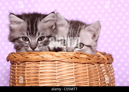 Chaton British Shorthair Banque D'Images