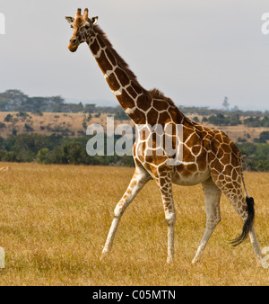 Une giraffe réticulée sur les plaines d'Ol Pejeta Conservancy, au Kenya. L'animal est vu de gauche c'est le déplacement vers la gauche de la Banque D'Images
