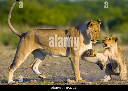 Lionne africaine avec cub, Etosha National Park, Namibie Banque D'Images