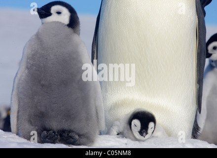 Manchots empereurs et les poussins, octobre, Snow Hill Island, mer de Weddell, l'Antarctique. Banque D'Images