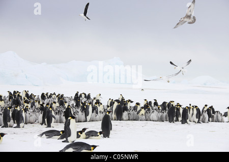 Colonie de manchot empereur avec les goélands, octobre, Snow Hill Island, mer de Weddell, l'Antarctique. Banque D'Images