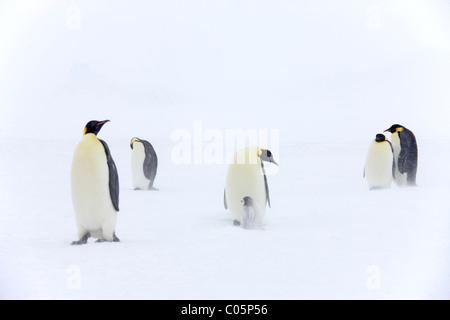 Avec les poussins de manchots empereur dans un blizzard, octobre, Snow Hill Island, mer de Weddell, l'Antarctique. Banque D'Images