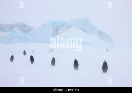 Les manchots empereur dans un blizzard, octobre, Snow Hill Island, mer de Weddell, l'Antarctique. Banque D'Images