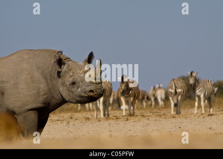 Les rhinocéros noirs et Zebra, Etosha National Park, Namibie. Banque D'Images