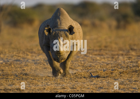 Les rhinocéros noirs, Etosha National Park, Namibie. Banque D'Images