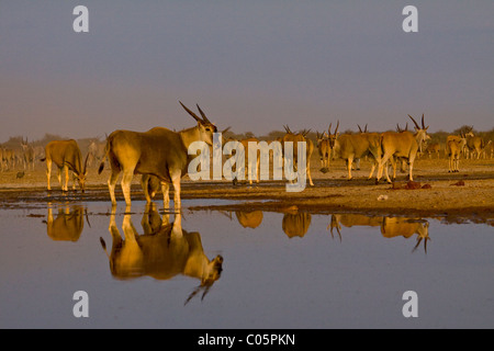 Eland bull au waterhole, Etosha National Park, Namibie. Banque D'Images