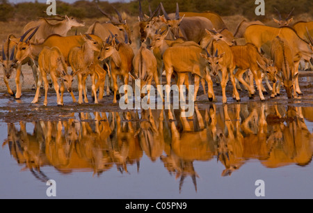 Éland du troupeau à Waterhole, Etosha National Park, Namibie. Banque D'Images