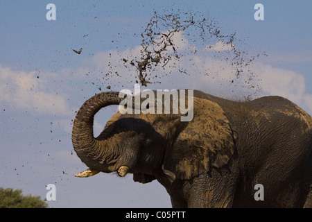 Les projections de l'éléphant de la boue, Etosha National Park, Namibie. Banque D'Images