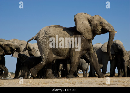 L'éléphant en colère, Etosha National Park, Namibie. Banque D'Images