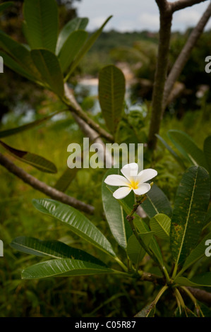 Un sauvage, Plumeria ou frangipanier plante pousse à l'état sauvage sur cette île de Bali et est utilisé pour des cérémonies hindoues et décoration. Banque D'Images