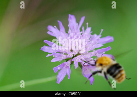 Field Scabious (Knautia arvensis) avec approche de Bumblebee, Lobau Donau-Auen, Parc National, Vienne, Autriche Banque D'Images