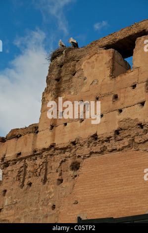 Des cigognes sur un mur dans le palais El Badi Marrakeh Maroc Banque D'Images