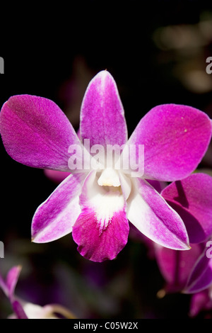 Dendrobium BOM Rose teinté (orchidée thaïlandaise) à Bloom, maison Jim Thompson et Musée de la soie, Pathum WAN District, Bangkok, Thaïlande Banque D'Images