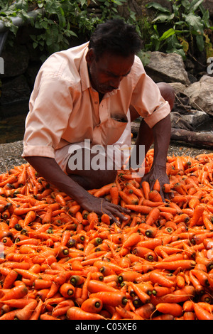 Agriculteur Carotte Carotte frais de nettoyage,de vattavada,Kerala, Inde Banque D'Images