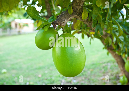 Arbre généalogique de calebasse ou gourde arbre sur l'île de Vieques, Puerto Rico. Banque D'Images