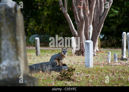 Parmi les pierres tombales et Fox les pierres tombales dans un cimetière de la ville de Dallas. Banque D'Images