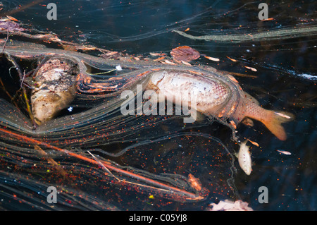 La Carpe morte flottant dans un lac Banque D'Images