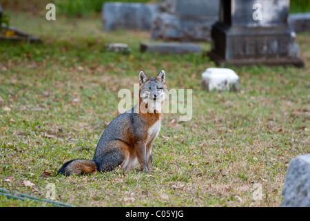 Parmi les pierres tombales et Fox les pierres tombales dans un cimetière de la ville de Dallas. Banque D'Images