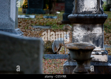 Parmi les pierres tombales et Fox les pierres tombales dans un cimetière de la ville de Dallas. Banque D'Images