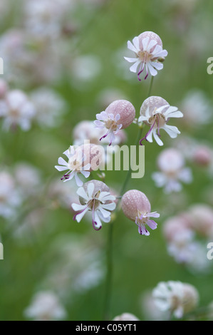 Vessie (Silene vulgaris). parc national des Pyrénées, les Pyrénées, france juin. Banque D'Images