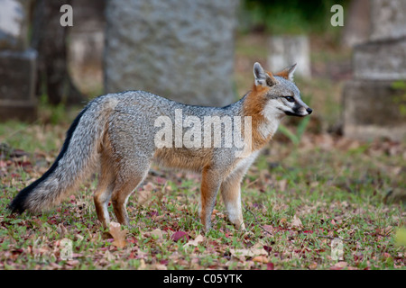 Parmi les pierres tombales et Fox les pierres tombales dans un cimetière de la ville de Dallas. Banque D'Images