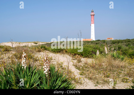 Le phare sur la côte de la Coubre en France parmi les dunes avec des fleurs blanches du yucca gloriosa,région Charentes-Poitou Banque D'Images