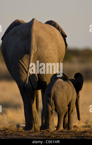 Mère et son petit éléphant de derrière, Etosha National Park, Namibie. Banque D'Images