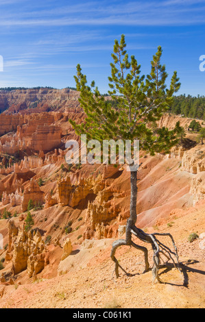 Limber pine, Pinus flexilis, au bord de l'Amphithéâtre de Bryce Point Sunrise, Bryce Canyon National Park Utah USA Banque D'Images