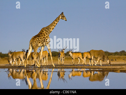 La girafe et l'éland au waterhole, Etosha National Park, Namibie. Banque D'Images