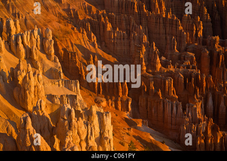 Cheminées de grès dans l'Amphithéâtre de Bryce, Bryce Canyon National Park, Utah, USA Banque D'Images