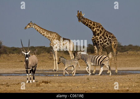 Girafes, Oryx et Zebra à Waterhole, Etosha National Park, Namibie. Banque D'Images