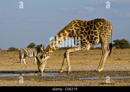 Potable girafe, Etosha National Park, Namibie. Banque D'Images