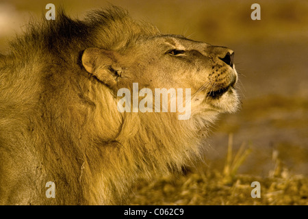 Portrait lion rugissant, Etosha National Park, Namibie Banque D'Images