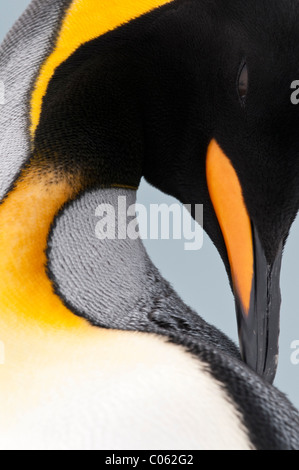 King Penguin au lissage, la plaine de Salisbury, la Géorgie du Sud, l'Atlantique Sud. Banque D'Images