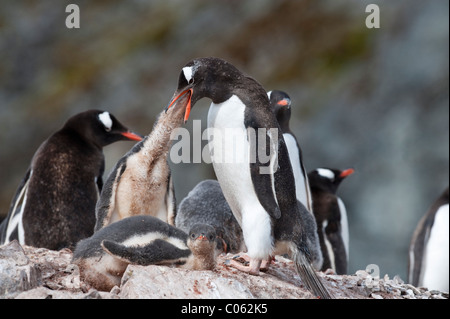 Gentoo pingouin poussin alimentation, Cuverville Island, l'Antarctique. Banque D'Images