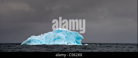 Les manchots Adélie (Pygoscelis adeliae) sur bleu iceberg. Graham Passage, Péninsule Antarctique, l'Antarctique. Banque D'Images