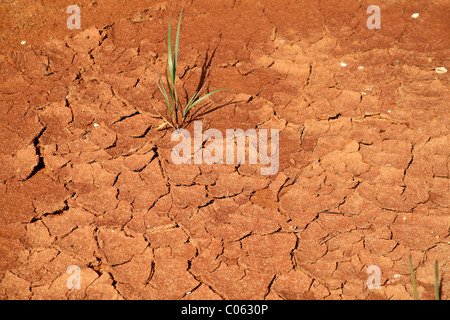 Sol loameux desséchée, plante solitaire et fissures, Algarve, Portugal, Europe Banque D'Images