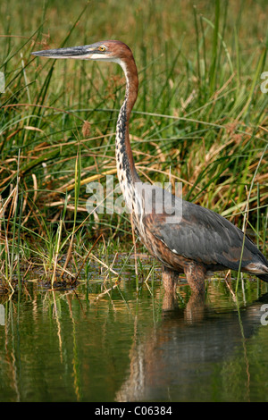 Gué Héron goliath par les rives de la Canal Kazinga dans le Parc national Queen Elizabeth, à l'ouest de l'Ouganda Banque D'Images