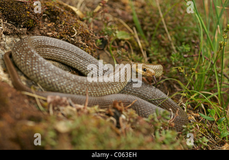 Zamenis longissimus Aesculapian Snake (Elaphe longissima), Banque D'Images