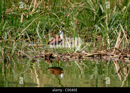 Femme (Actophilornis africanus Jacana africain), de l'Ouganda Banque D'Images