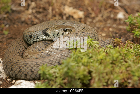 Couleuvre à collier (Natrix natrix) Banque D'Images