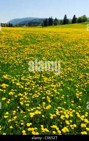 Domaine de fleurs de pissenlit (Taraxacum sect. Ruderalia), Jura, Suisse, Europe Banque D'Images