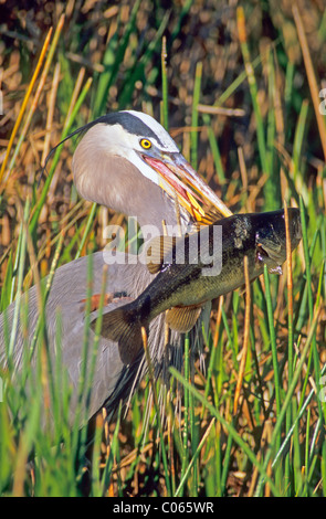 Grand Héron (Ardea herodias) Banque D'Images